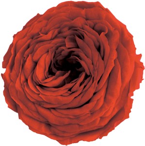 プリザーブドフラワー PM ナナ ガーデンローズ 19色 ドライフラワー 薔薇 フラワーアレンジメント