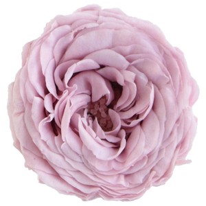 プリザーブドフラワー PM ナナ ガーデンローズ 19色 ドライフラワー 薔薇 フラワーアレンジメント
