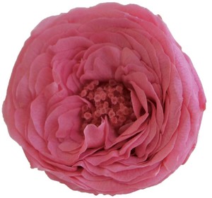 プリザーブドフラワー PM ナナ ガーデンローズ 19色 ドライフラワー 薔薇 フラワーアレンジメント