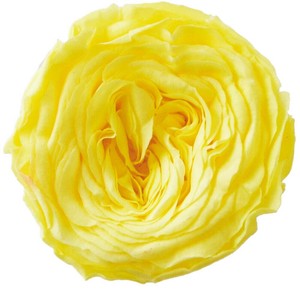 プリザーブドフラワー PM ナナ ガーデンローズ 19色 ドライフラワー 薔薇 フラワーアレンジメント