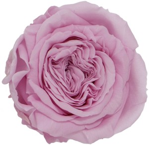 プリザーブドフラワー PM ナナ ガーデンローズ 19色 ドライフラワー 薔薇 フラワーアレンジメント