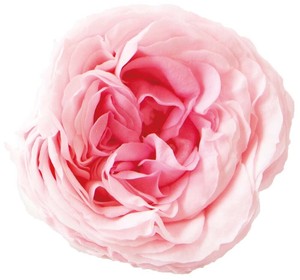 プリザーブドフラワー PM ナナ マカロンローズ  5色ドライフラワー 薔薇 フラワーアレンジメント