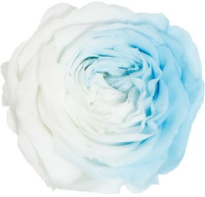 プリザーブドフラワー PM ナナ マカロンローズ  5色ドライフラワー 薔薇 フラワーアレンジメント