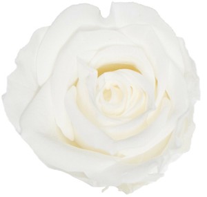 プリザーブドフラワー GPミアローズ全19色　ドライフラワー 薔薇 フラワーアレンジメント