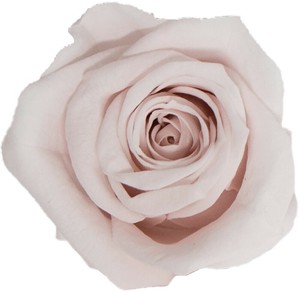 プリザーブドフラワー GPミアローズ全19色　ドライフラワー 薔薇 フラワーアレンジメント