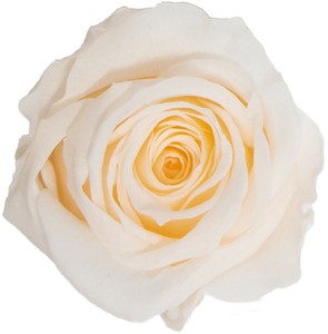 プリザーブドフラワー GPミアローズ全19色　ドライフラワー 薔薇 フラワーアレンジメント
