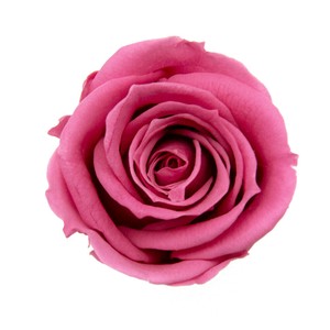 プリザーブドフラワー GPミアローズ全19色　ドライフラワー 薔薇 フラワーアレンジメント