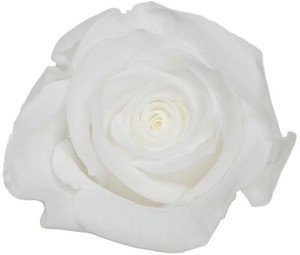 プリザーブドフラワー　GPミアデミローズ 全15色　ドライフラワー 薔薇 フラワーアレンジメント