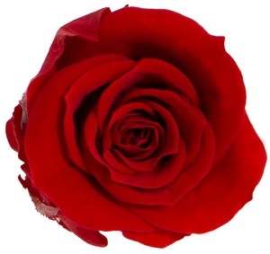 プリザーブドフラワー　GPミアデミローズ 全15色　ドライフラワー 薔薇 フラワーアレンジメント