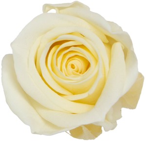 プリザーブドフラワー　GPミアデミローズ 全15色　ドライフラワー 薔薇 フラワーアレンジメント
