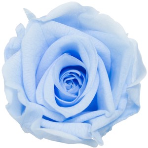プリザーブドフラワー　GPミアデミローズ 全15色　ドライフラワー 薔薇 フラワーアレンジメント