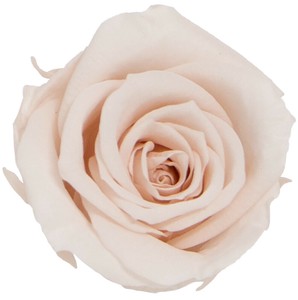 プリザーブドフラワー　GPミアデミローズ 全15色　ドライフラワー 薔薇 フラワーアレンジメント