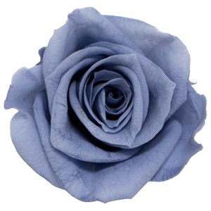 プリザーブドフラワー　GPミアデミローズ 全15色　ドライフラワー 薔薇 フラワーアレンジメント