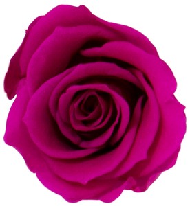 プリザーブドフラワー　GPミアデミローズ 全15色　ドライフラワー 薔薇 フラワーアレンジメント