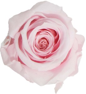 プリザーブドフラワー　GPミアデミローズ 全15色　ドライフラワー 薔薇 フラワーアレンジメント