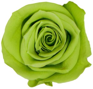 プリザーブドフラワー　GPミアデミローズ 全15色　ドライフラワー 薔薇 フラワーアレンジメント