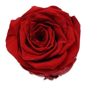 プリザーブドフラワー　GPソルローズ L 全3色　ドライフラワー 薔薇 フラワーアレンジメント