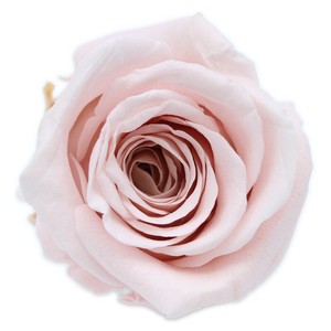 プリザーブドフラワー　GPソルローズ L 全3色 ドライフラワー 薔薇 フラワーアレンジメント
