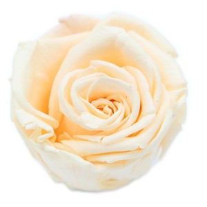 プリザーブドフラワー　GPソルローズ L 全3色 ドライフラワー 薔薇 フラワーアレンジメント