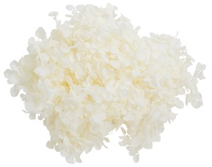 プリザーブドフラワー GPアナベル アジサイ 全9色 ドライフラワー 紫陽花 フラワーアレンジメント