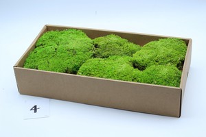 プリザーブドリーフ GPポールモス 葉 プリザーブドフラワー ドライフラワー フラワーアレンジメント
