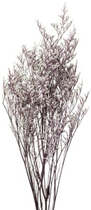 プリザーブドフラワー GPブルファンスターチス11色 花 葉ドライフラワー フラワーアレンジメント