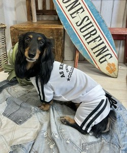 NラインメッシュユニPT 犬服 サイドラインメッシュパンツ 速乾性 軽量