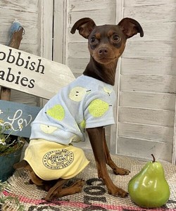 NクールシンプルSPT 犬服 ロゴプリントショートパンツ ひんやりクール加工
