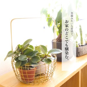 【シトア ワイヤーバスケット】真鍮風 大容量収納 天然木取手付き カゴ 店舗什器にも
