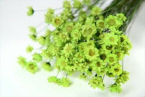 ドライフラワー FLグリクシア ドライ プリザーブドフラワー  フラワーアレンジメント
