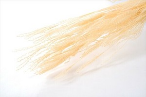 ドライフラワー FLファイングラス ドライ プリザーブドフラワー  フラワーアレンジメント