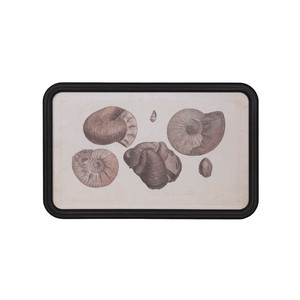 DULTON (ダルトン) アート フレーム ART FRAME AMMONITE [Y-0935AM]