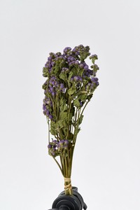 アゲラタム  約L35cm 30g入 DN120027-zzz　ドライフラワー　風の花