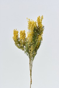 ミモザ  約L30〜50cm 1束入 DN110031-zzz　ドライフラワー　風の花