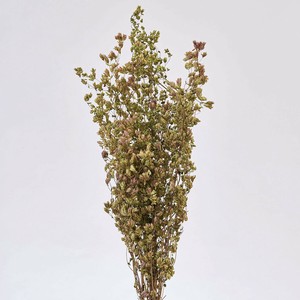 オレガノHB  約L40cm 20g入 DN000172-zzz　ドライフラワー　風の花