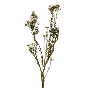 イクソディア  約L50cm 1束入 DN110017-zzz　ドライフラワー　風の花