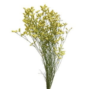 サマーチェリー #イエロー 約L50cm 20g入 DN190000-004　ドライフラワー　風の花
