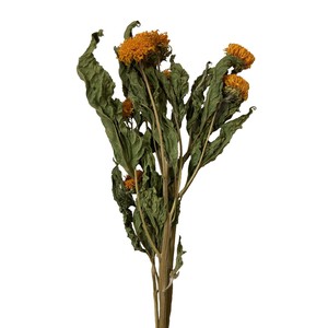 ゴッホヒマワリ 約L50cm  60g入 DN000194-zzz　ドライフラワー　風の花