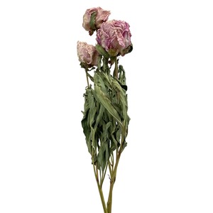 シャクヤク #ピンク 約L40cm 3本入 DN000193-002　ドライフラワー　風の花