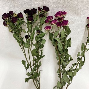 スプレーローズ #ダークピンク系 約L40〜45cm 3本入 DN110045-012　ドライフラワー　風の花