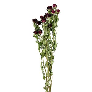 スプレーローズ #ワイン 約L40〜45cm 3本入 DN110045-014　ドライフラワー　風の花