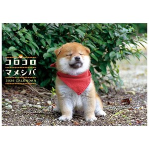 【取寄品】コロコロマメシバ 壁掛けカレンダー2026年 いぬ