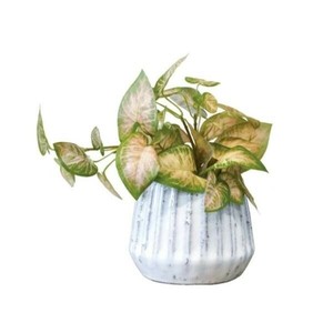 ナビールポット S シンゴニウム PK 168775