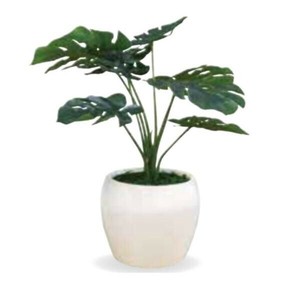 モンステラ KM 165750