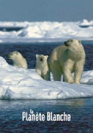 Postcard White Polar Bear