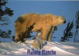 Postcard White Polar Bear