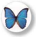 アニマル缶バッジNO.CBAN-012　Butterfly（ちょう）