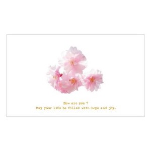 ステーショナリー/桜シリーズ/ナチュラルフォトポストカード