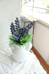 Catalyst Lavender