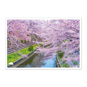 < 春ポストカード >日本の絶景ポストカード JPC-43 元荒川の桜並木